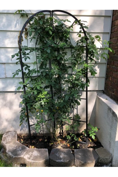 Роза витка Индиголетта на арочной опоре